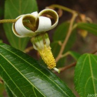 Grewia carpinifolia Juss.
